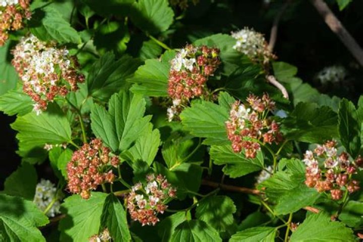 What is killing my ninebark