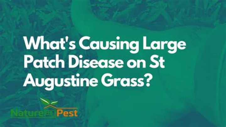 What is large patch disease
