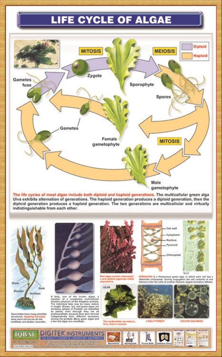 What is life cycle of algae