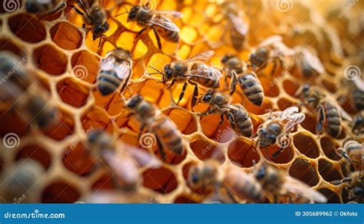 What is life in a bee hive