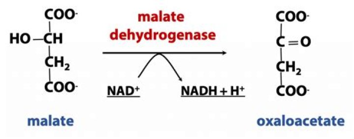 What is malate converted to