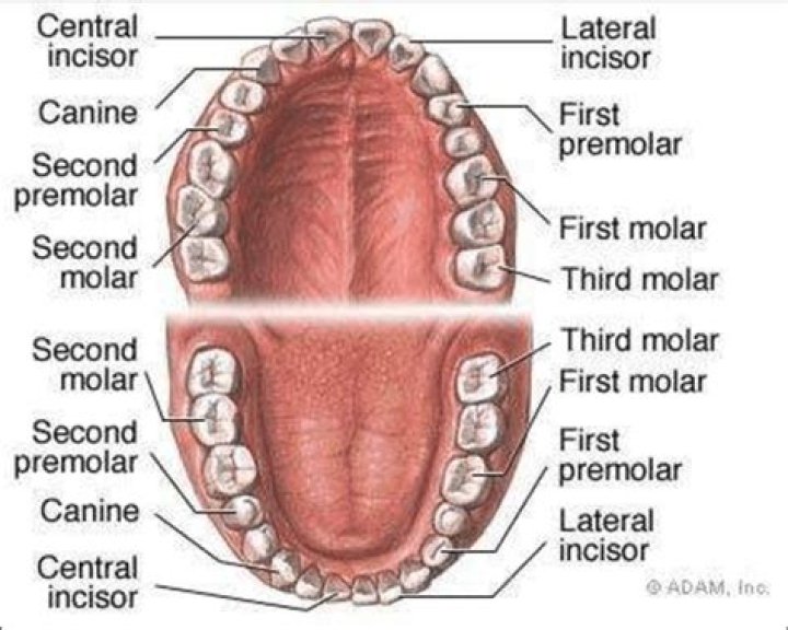 What is mammalian dentition