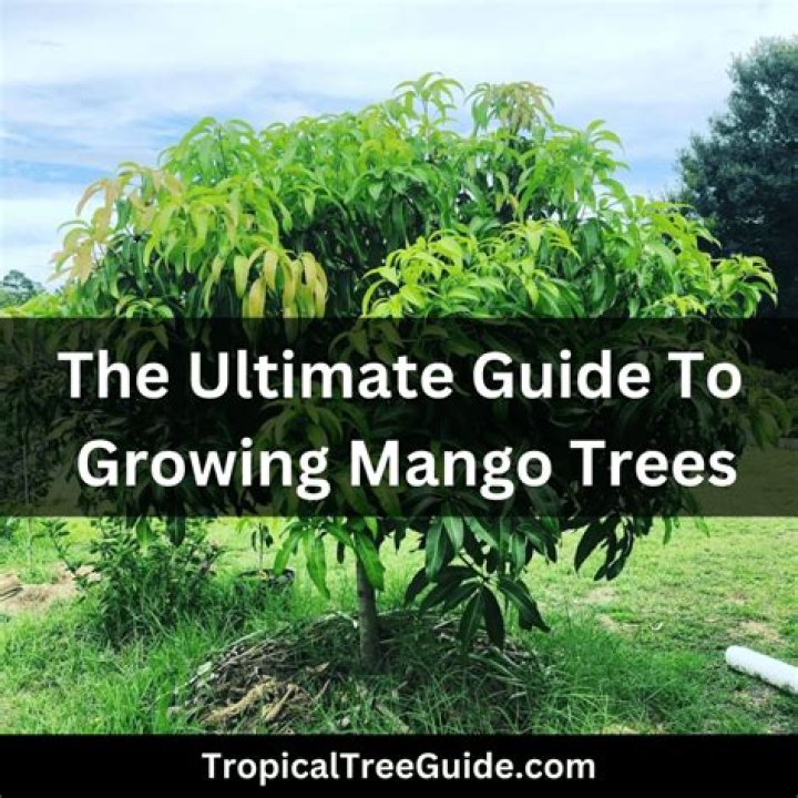 What is mango tree good for