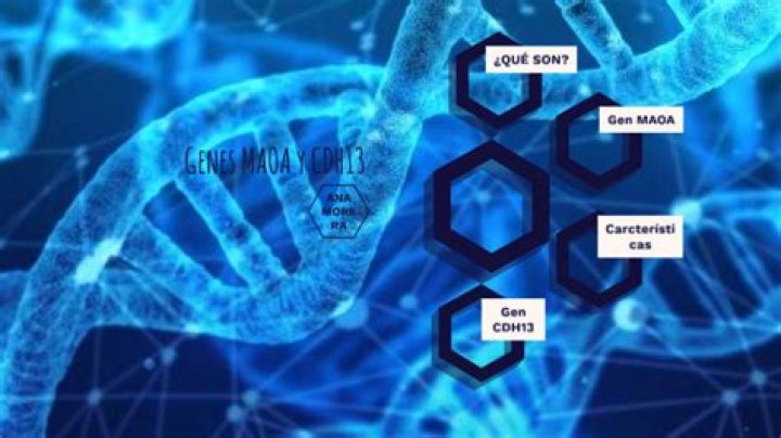 What is MAOA and CDH13 gene