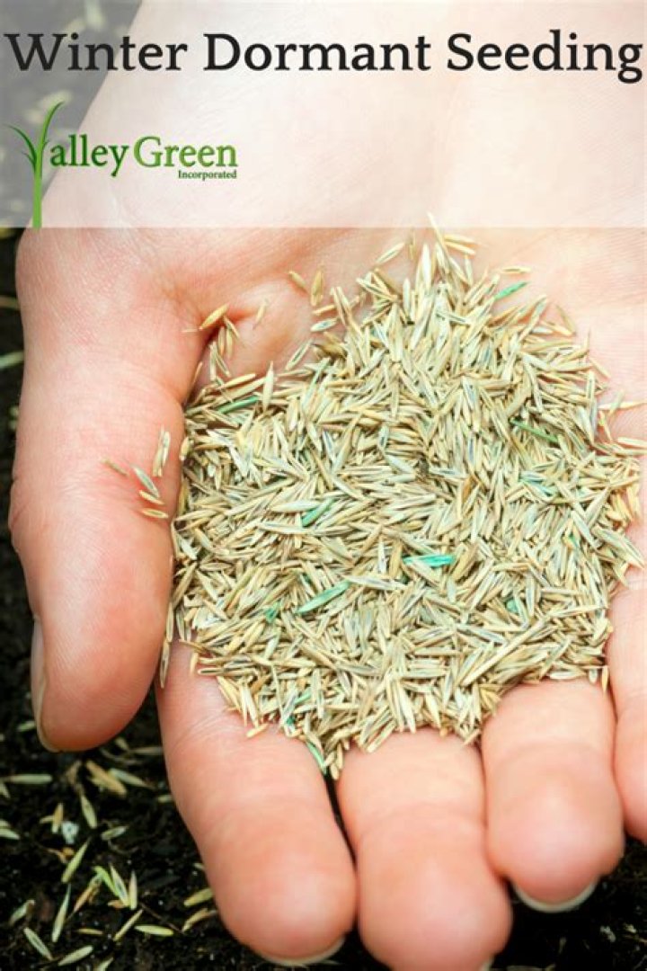 What is Marathon grass seed