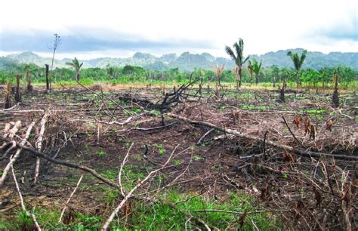 What is mean by slash and burn