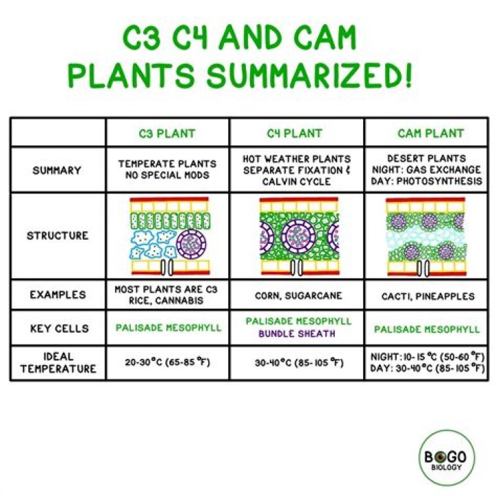 What is meant by CAM plants