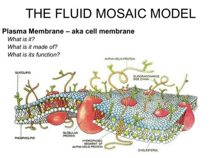 What is meant by fluid mosaic model