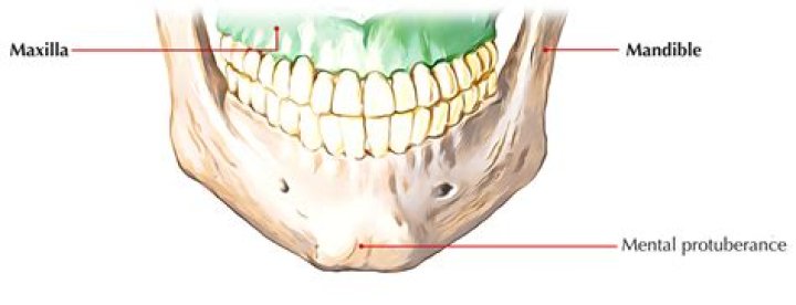 What is mental protuberance