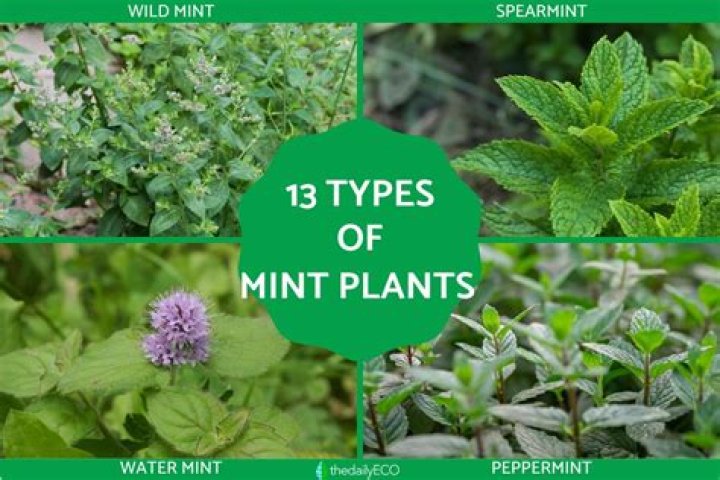 What is mint plant used for