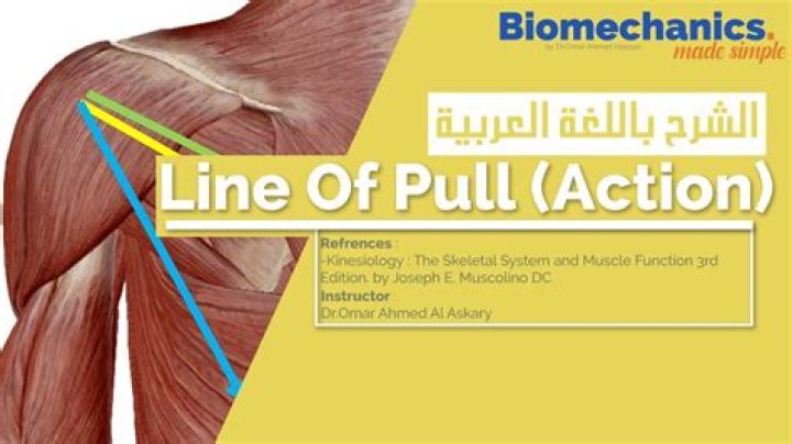 What is Muscle line of pull