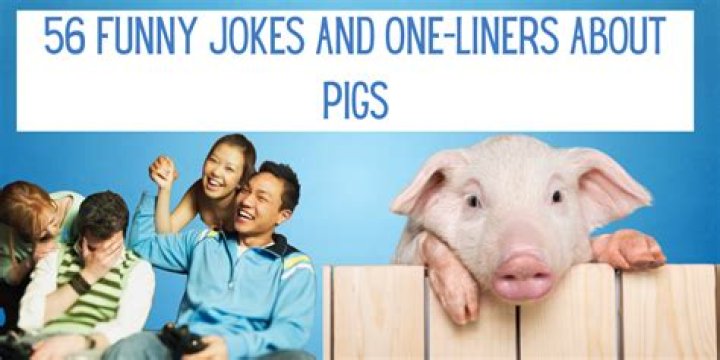 What is not true about Pig