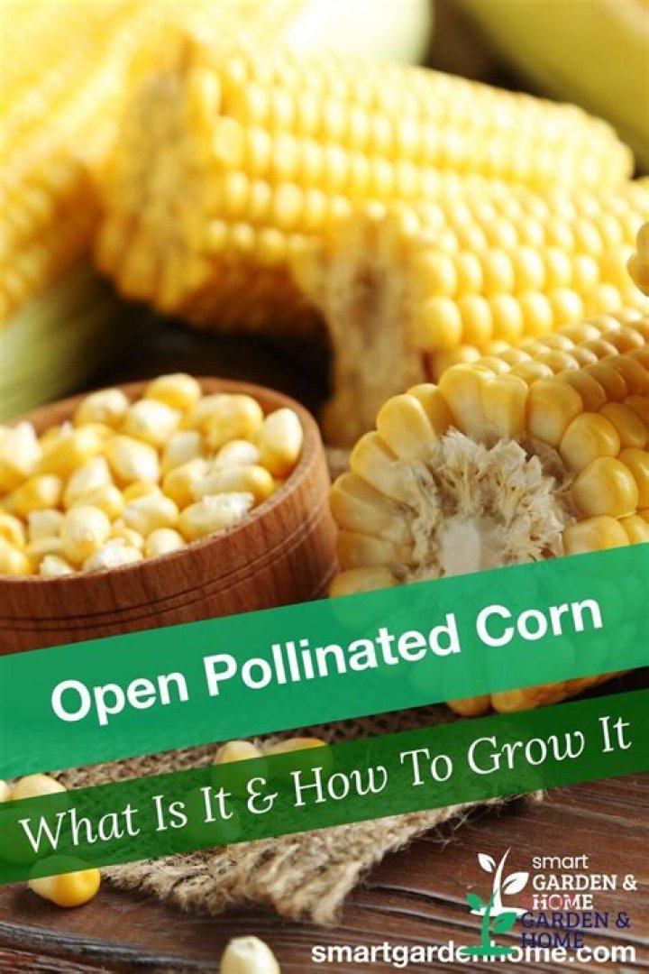 What is open pollinated corn seed