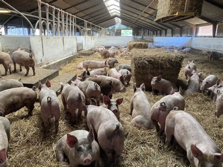 What is organic pig farming