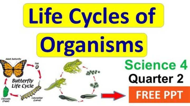 What is organism life cycle