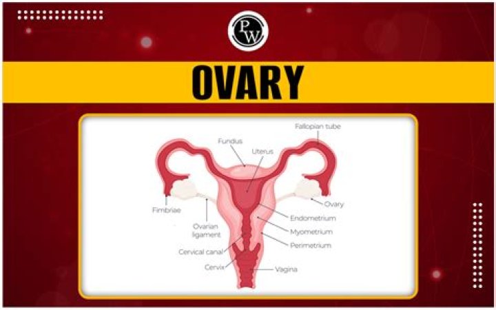What is ovary in human body