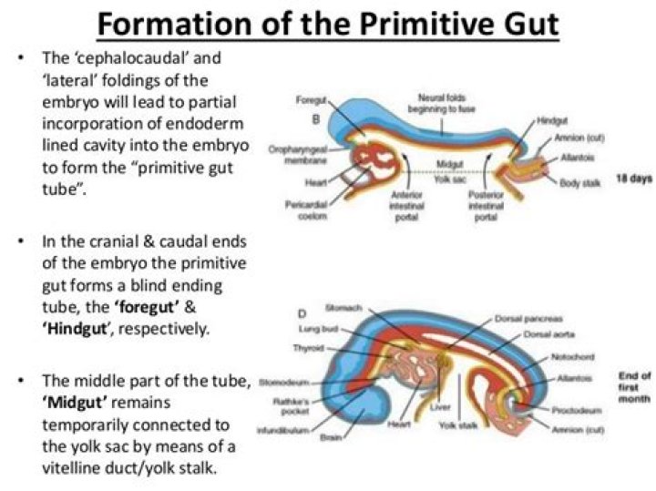 What is part of the foregut