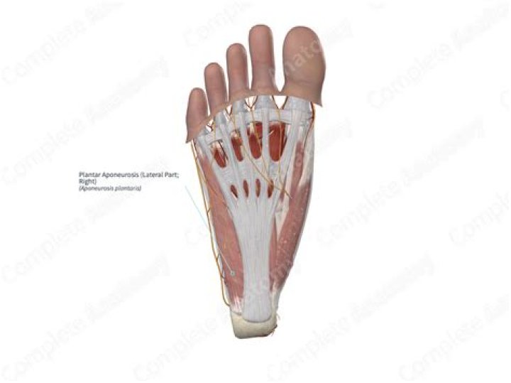 What is plantar aponeurosis