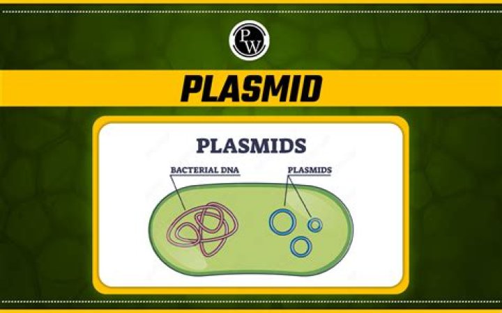 What is plasmids in biology