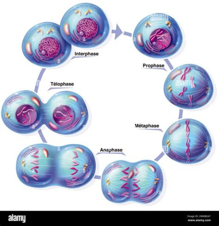 What is prophase of mitosis