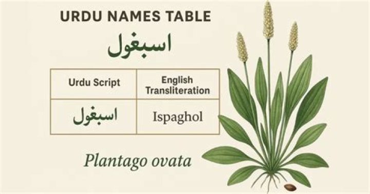What is psyllium husk called in Urdu