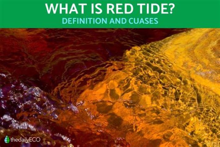 What is red tide in biology