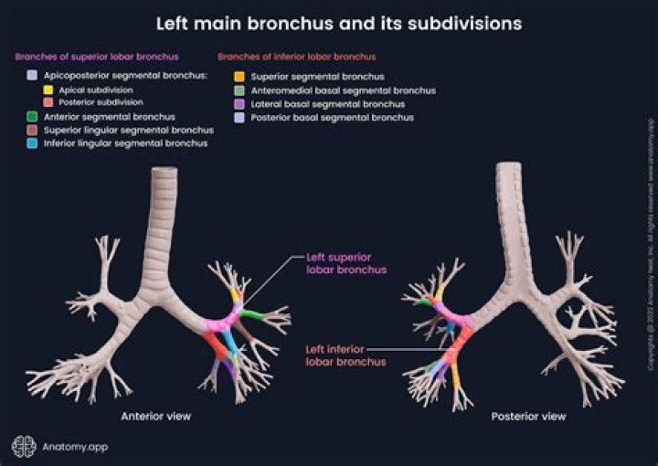 What is secondary bronchus