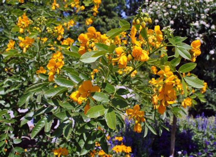 What is senna pods good for