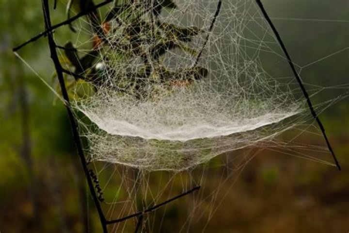 What is spider web made of