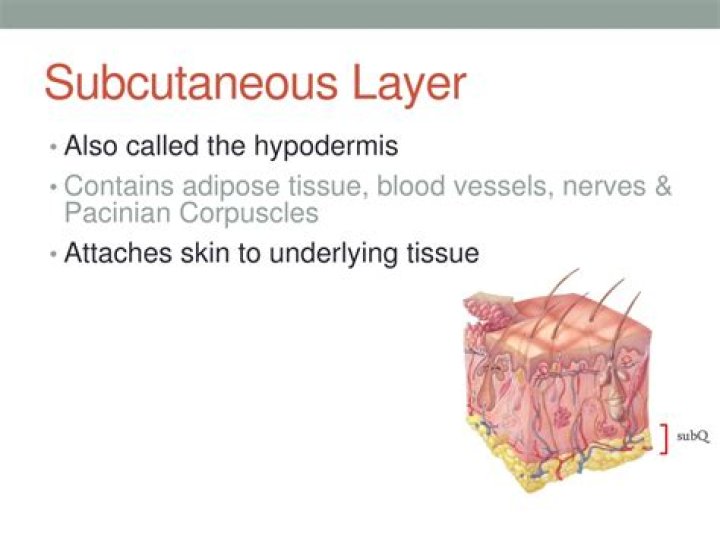 What is subcutaneous layer of skin