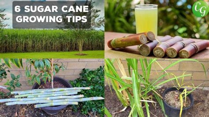 What is sugar cane good for