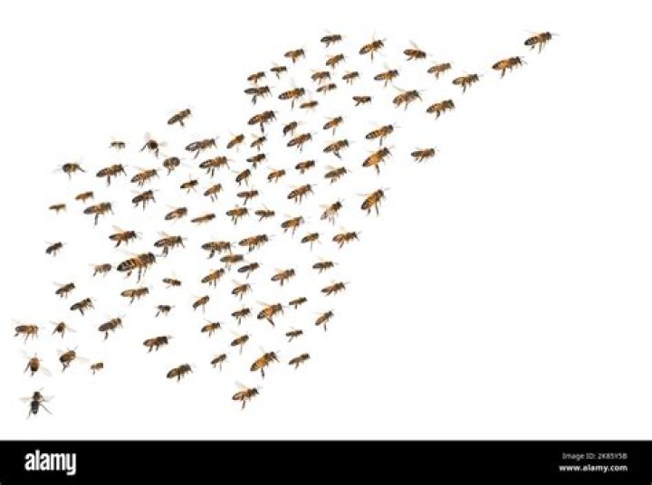 What is swarming in insect