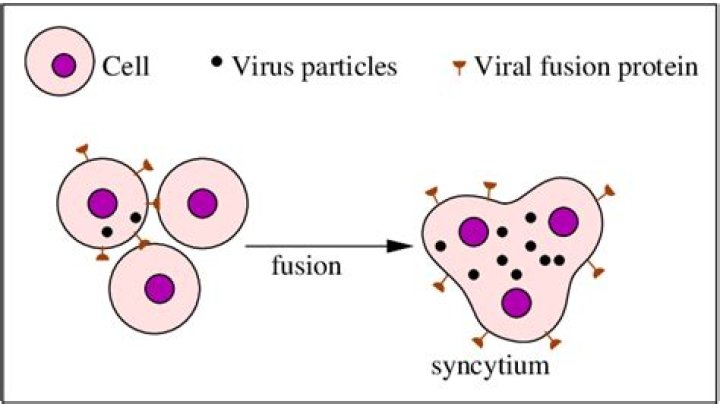 What is syncytium function