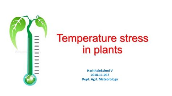 What is temperature stress in plants