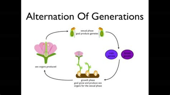 What is the alternation of generations in angiosperms