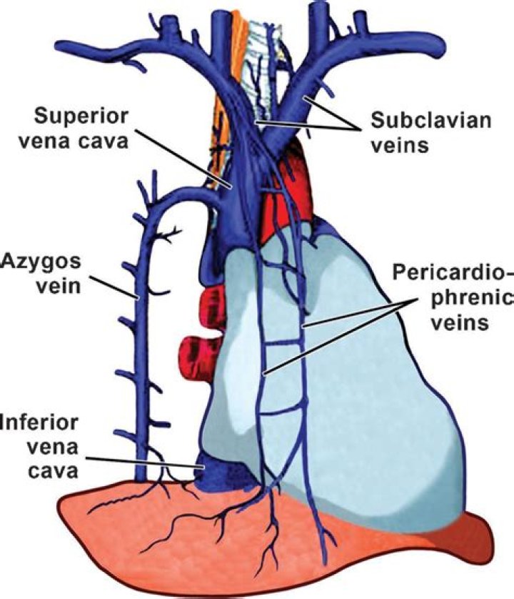 What is the arch of azygos