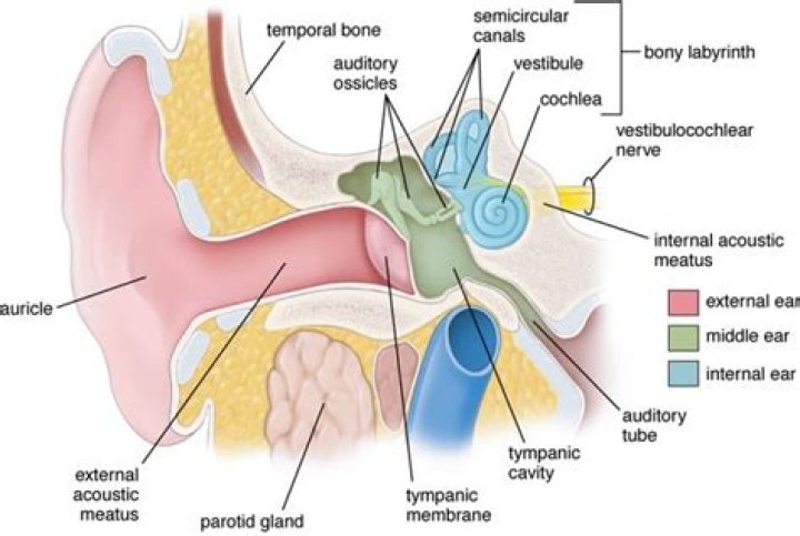 What is the auditory system