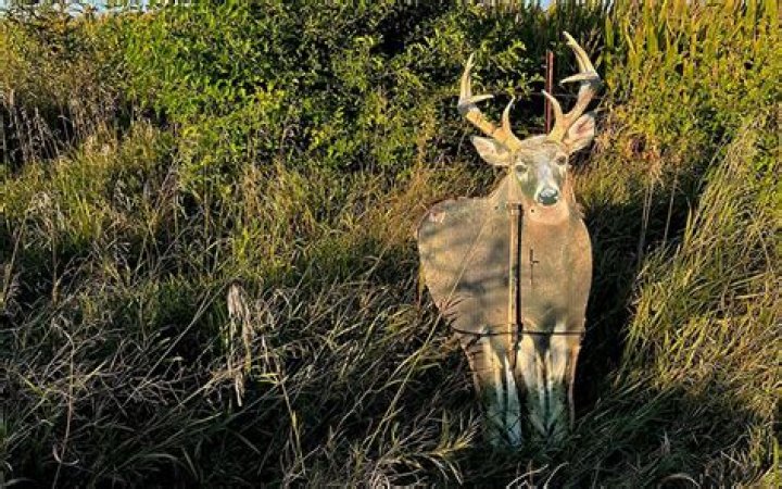 What is the best deer decoy