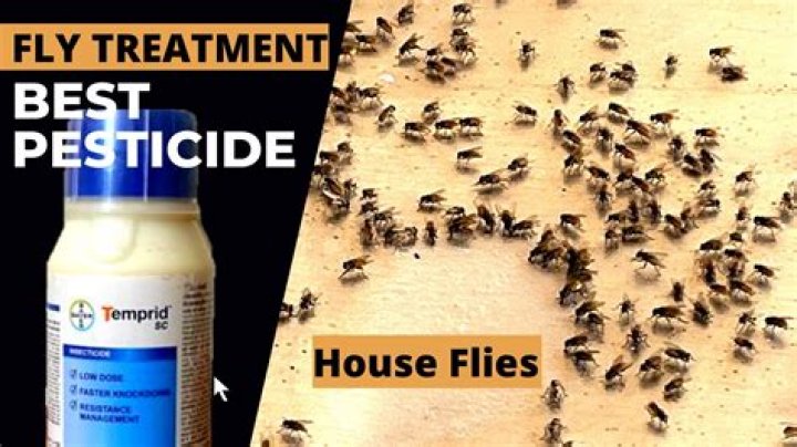 What is the best fly killer
