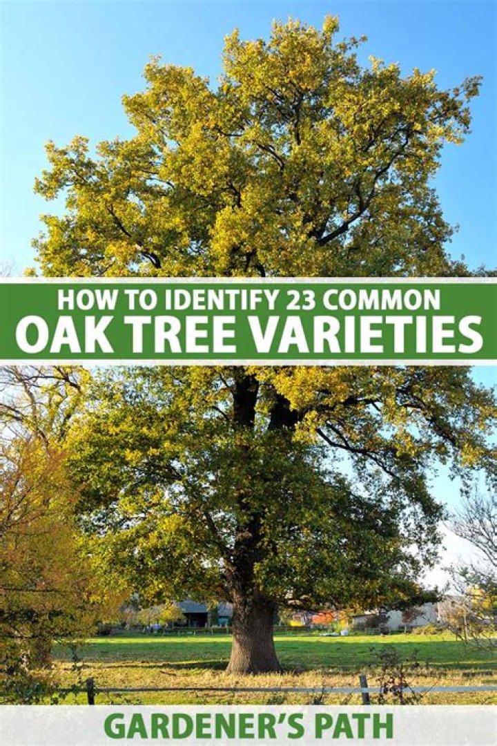 What is the best type of oak tree