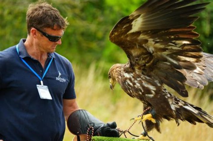 What is the biggest bird of prey in the UK