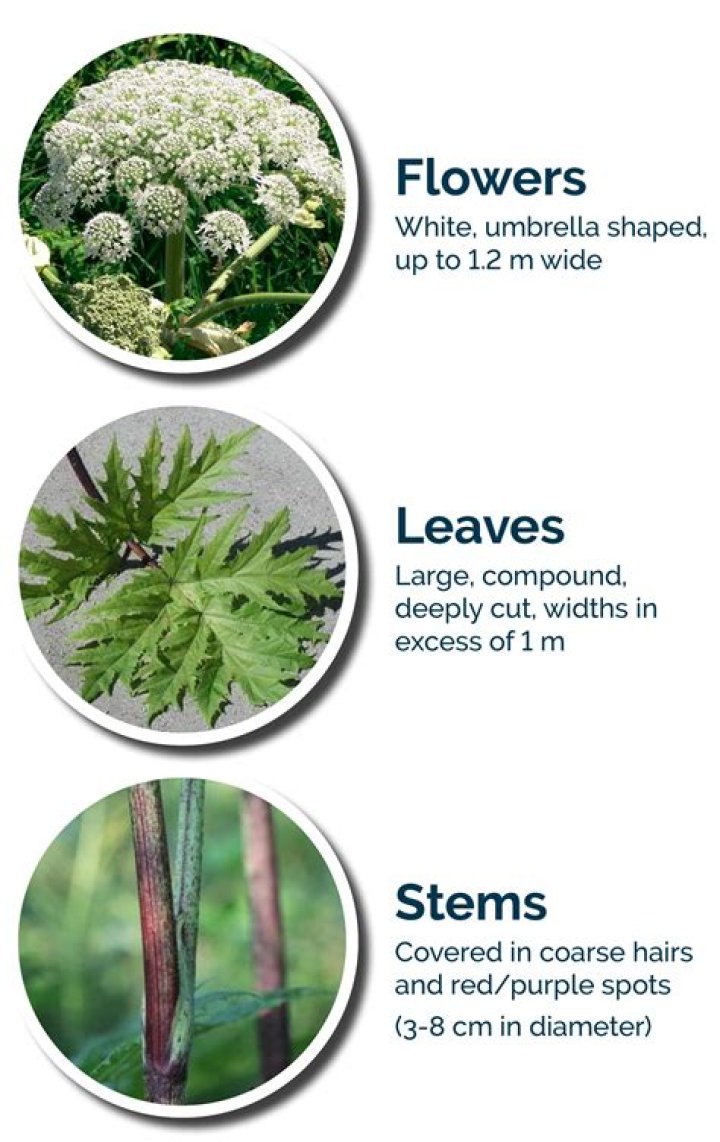 What is the chemical in giant hogweed