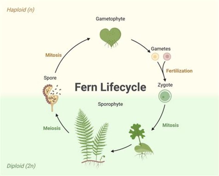What is the class of a fern