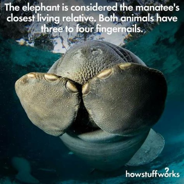 What is the closest relative to a manatee