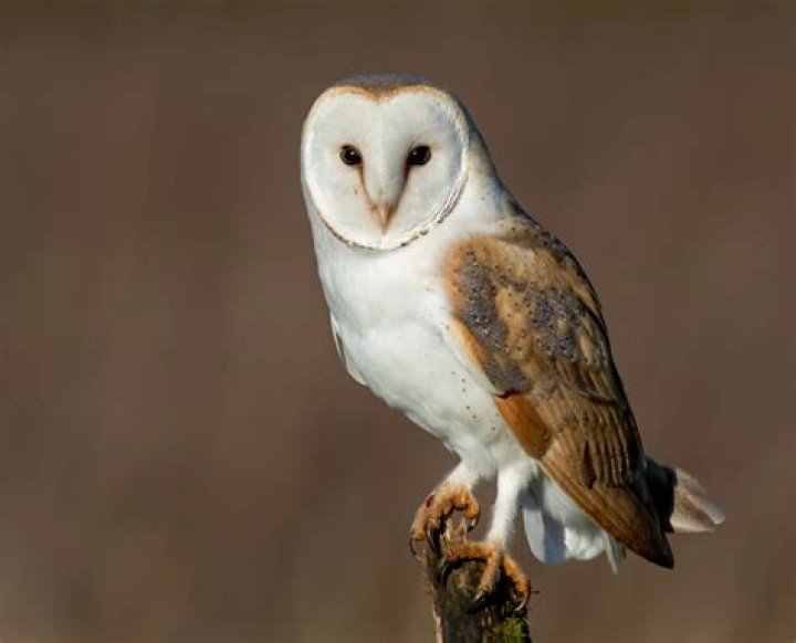 What is the color of a barn owl