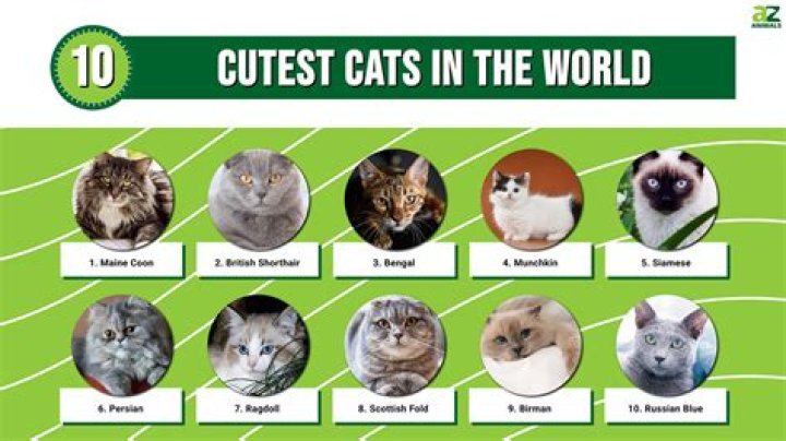 What is the cutest cat name