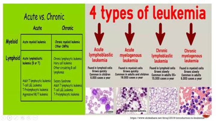 What is the difference between acute leukemia and chronic leukemia