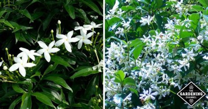 What is the difference between Carolina jasmine and Confederate jasmine