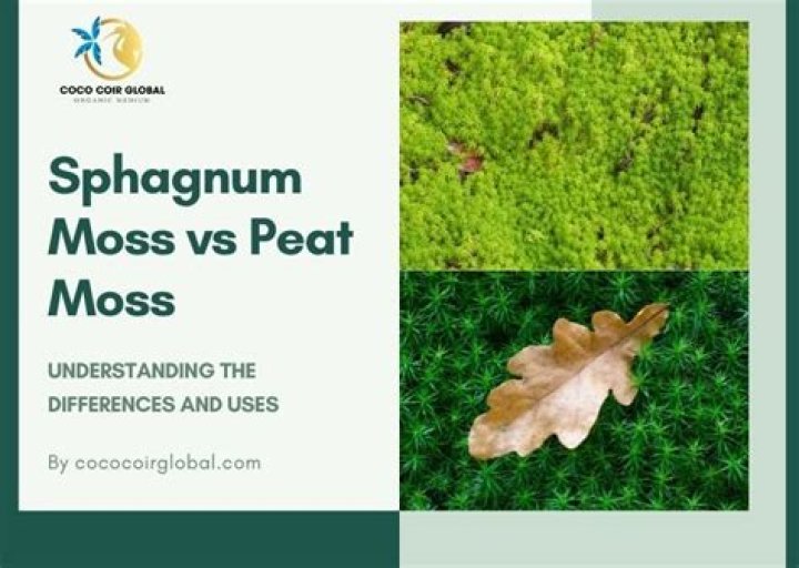What is the difference between peat moss and mulch