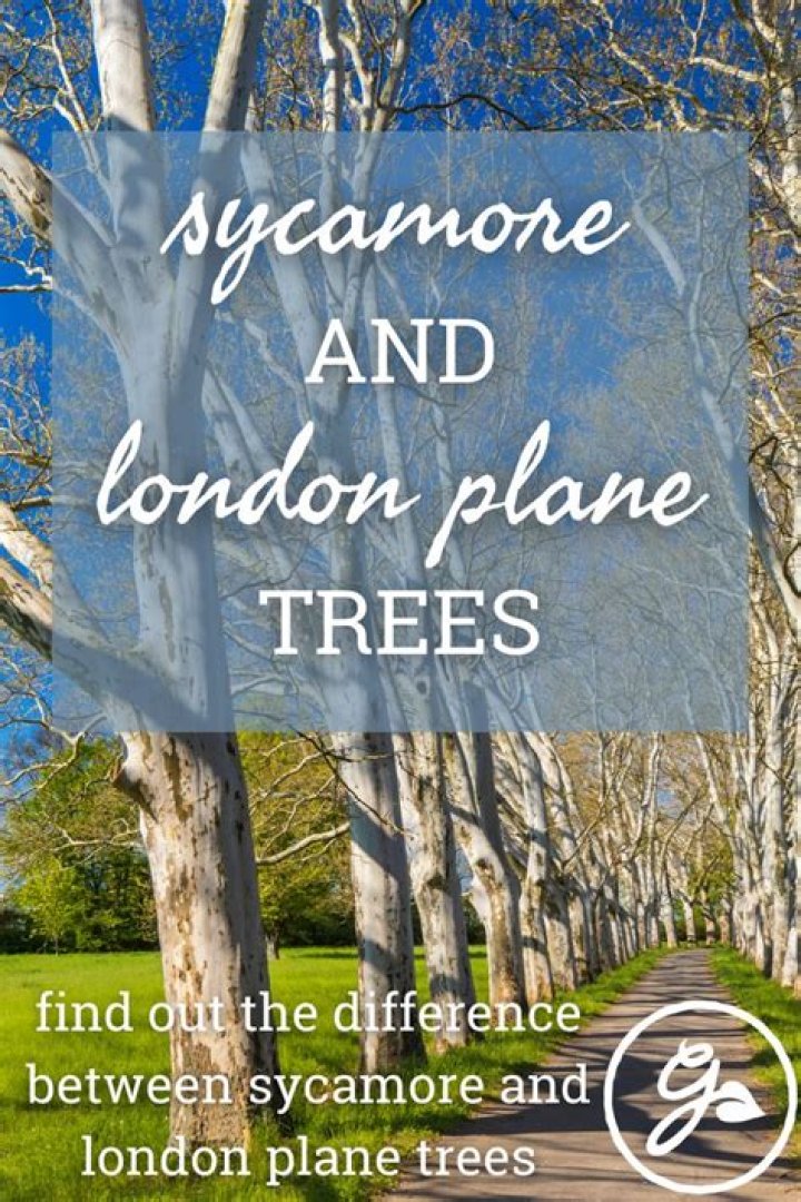 What is the difference between sycamore and London plane